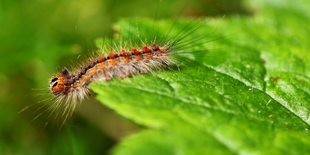 Fotografie_Natur_Raupe